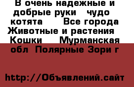 В очень надежные и добрые руки - чудо - котята!!! - Все города Животные и растения » Кошки   . Мурманская обл.,Полярные Зори г.